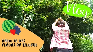 👩‍🌾 Vlog #21 - Récolte des fleurs de tilleul pour faire des infusions