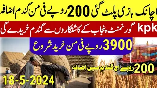 پنجاب والوں کی موجیں نئی گندم کا نئی ریٹ wheat price in pakistan 2024.