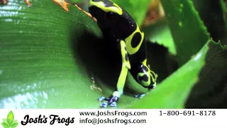 3 Great Dart Frogs for Beginners