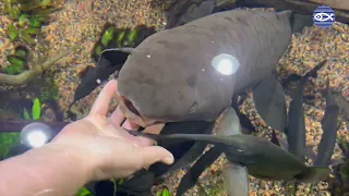 Australian Lungfish Feeding!
