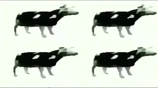 Polish cow (epic version)