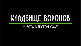 Кладбище воронов в Ботаническом саду. г.Ростов-на-Дону.