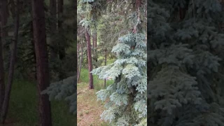 Mama Bear Attacks Fawn While Cubs Watch From Tree!