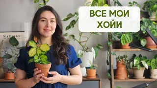 22 разные ХОЙИ / ОБЗОР всех моих хой