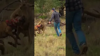 Pet Parent Rescues Pup From Kangaroo Fight!