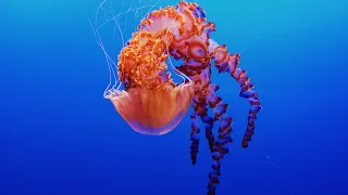 Invertebrate Animals - Documentary