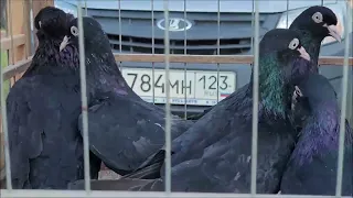 Сельские голуби. часть 2,  птичий рынок г Кропоткин.