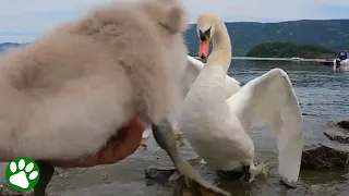 Angry swan protects baby