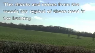 The Grafton Hunt chasing yet more foxes - 11 years after the ban