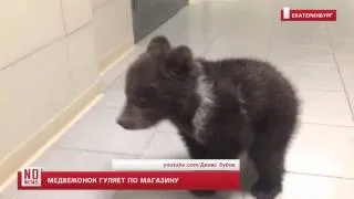 Медвежонок гуляет по магазину