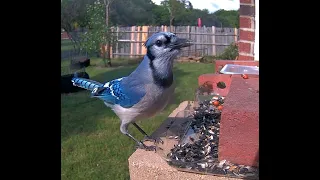 Is the Blue Jay Laughing?  What do you think it is saying at the bird feeder?
