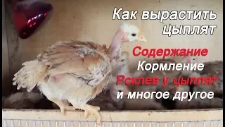 Уход и Содержание цыплят Расклев цыплят Цыплята испанка голошейка