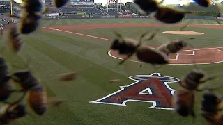 Craziest Animal Invasions in Sports