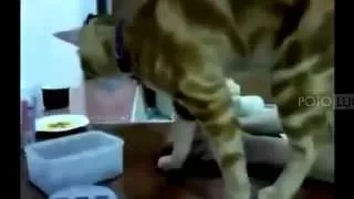 Funny Cat Videos Funny Cat Videos