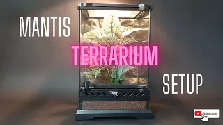 How to setup an orchid mantis terrarium