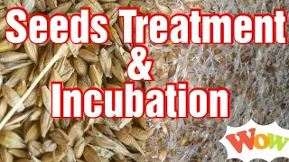 Hydroponic Fodder Seed Incubation