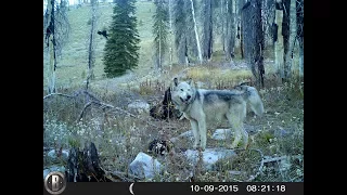 IDAHO WOLF HUNTING- ADVENTURES.High Country Carnage.Sea:13