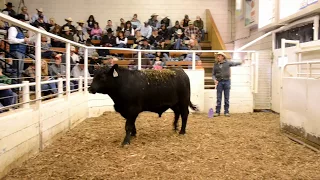 Lucky7Angus 2018 Bull Sale