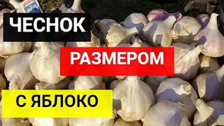 Советы, которые помогут вырастить огромный чеснок