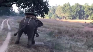 Male tiger attacks elephant - New video
