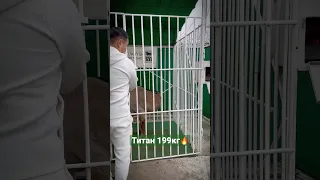 ТИТАН 199кг 🔥 сын Волчка 🔝