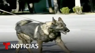 Muere en Turquía un perro rescatista mexicano | Noticias Telemundo