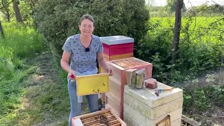 Live von Pias Bienenstand - 19.05.2023 - Abgeschwärmt? Was nun?