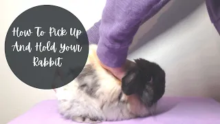 How To Pick Up And Hold Your Rabbit