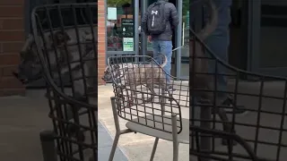 Dogs in Starbucks , Seattle May 24, 2022