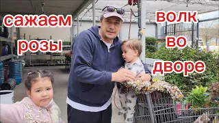 Сажаем розы. Волк во дворе.