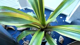 How to water, care for indoor bromeliads