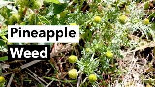 Wild Edibles with Sergei Boutenko: Pineapple Weed–Matricaria Matricarioides + Simple Foraging Rules