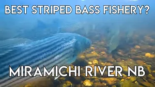 Perhaps the Best Striped Bass Fishing on the East Coast | New Brunswick