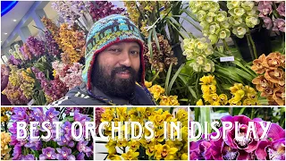 Mirik tourist festival | Orchid flowers in display