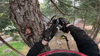 The simple Straight up Tree Removal