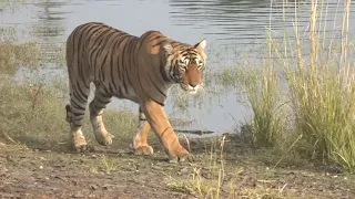 The Killer Crocodiles of Ranthambhore