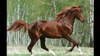 Подборка 7 самых красивых пород лошадей мира!