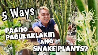 5 WAYS TO GET YOUR SNAKE PLANTS FLOWER & BLOOM | WHAT IT LOOKS LIKE & PLANT CARE