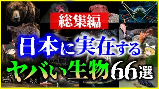 【ゆっくり解説】【総集編】日本に実在する「ヤバい生物」66選を解説/危険生物、害獣、海外で嫌われる生物、深海生物、他【作業用】【睡眠用】