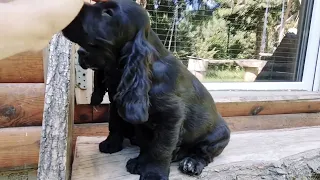 SPANIELLAND - hodowla Cocker Spaniel Angielski