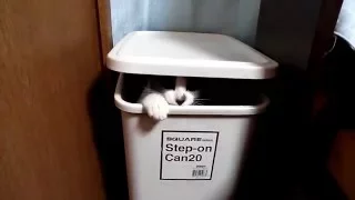 The cat goes out from a trash box.