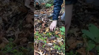 Uncovering massive “Mud Puppies” Cantharellus californicus in Napa County