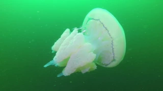 The Rhizostoma pulmo (Barrel jellyfish)