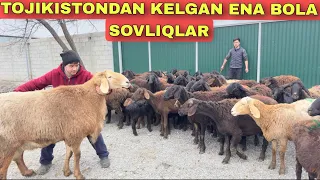 1 FURADA TOJIKISTON XSORILARI KELDI 1300 MINGDAN ARZON BO'LIB KETTI