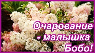 Миниатюрная гортензия Бобо  и ее садовые партнеры.