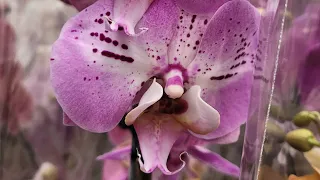 Обзор орхидей в магазине ОБИ Тёплый стан