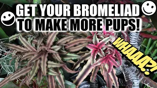 PROPAGATE DYING BROMELIAD - DON'T THROW IT AWAY! PROPAGATE IT! Bromeliad Care, Tips & Tricks