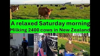 Dairy farming New Zealand Milking 2400 cows in Canterbury