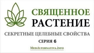 СВЯЩЕННОЕ РАСТЕНИЕ. Серия 6. Применение препаратов из конопли