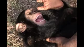 Playtime at Liberia Chimpanzee Rescue & Protection